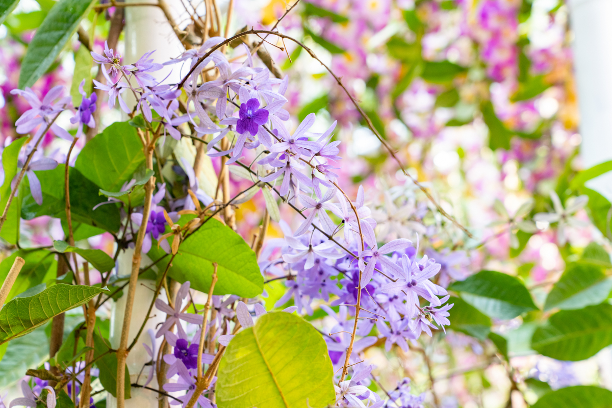 6099fe840168e.jpg DSC08351.jpg