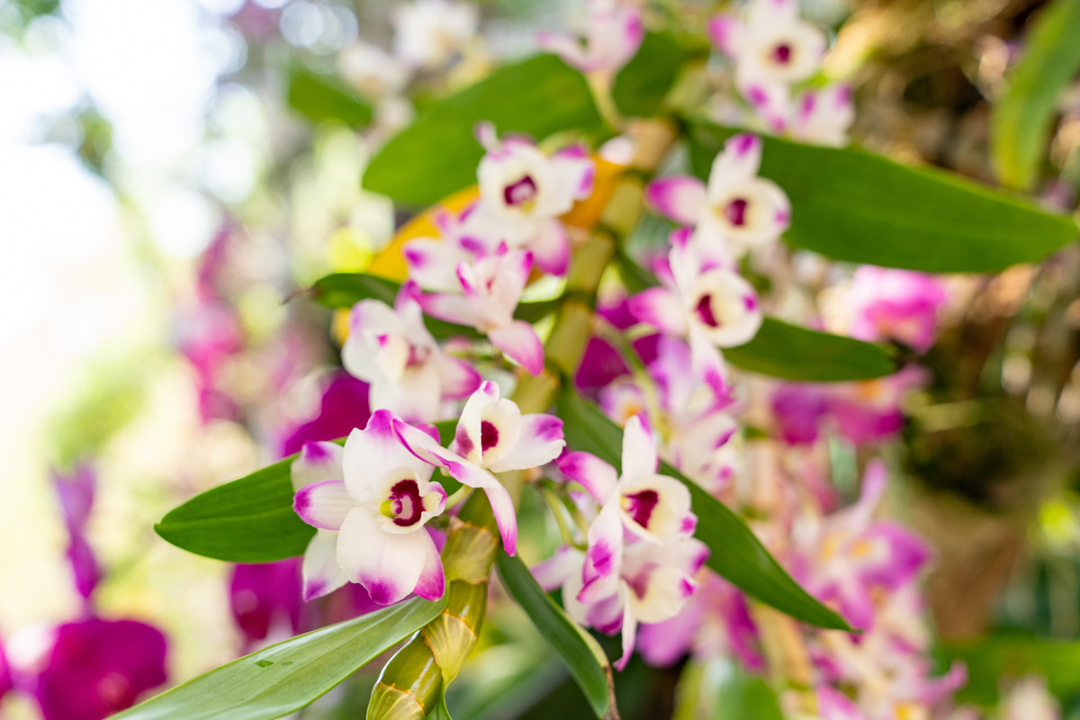 6099fe9dba067.jpg DSC08363.jpg