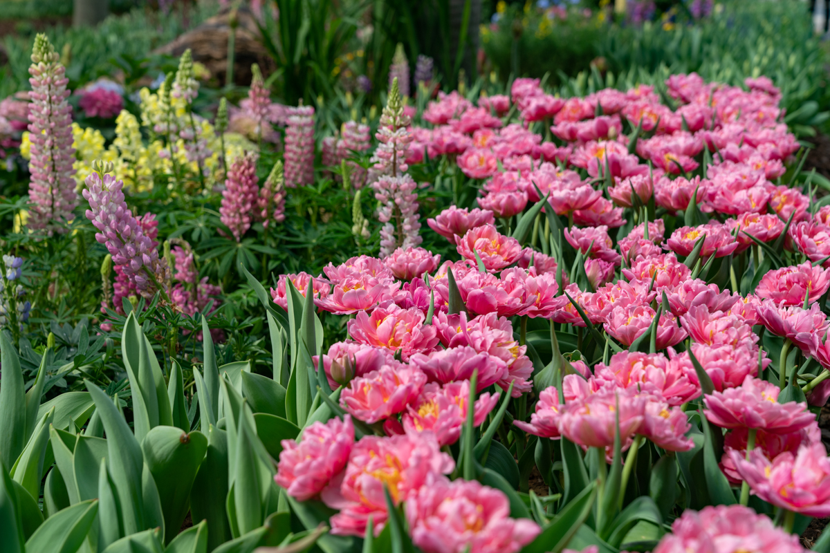 609a003adc0e5.jpg DSC08278.jpg