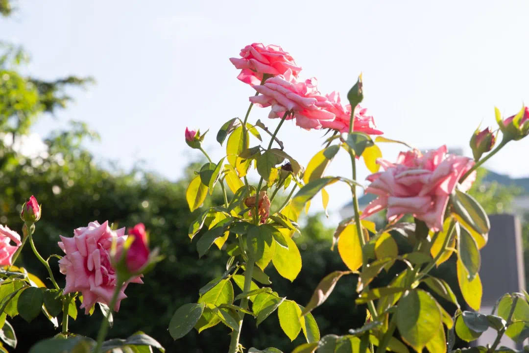 61e663b7dda3f.jpg IMG_3364.JPG