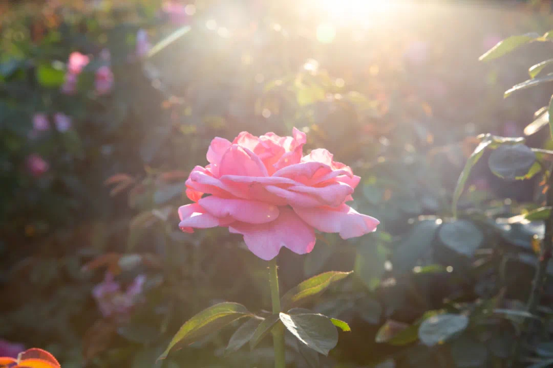 61e664ba84712.jpg IMG_3378.JPG