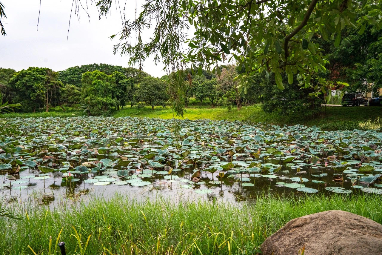 61e92e43aa2ff.jpg IMG_3484.JPG