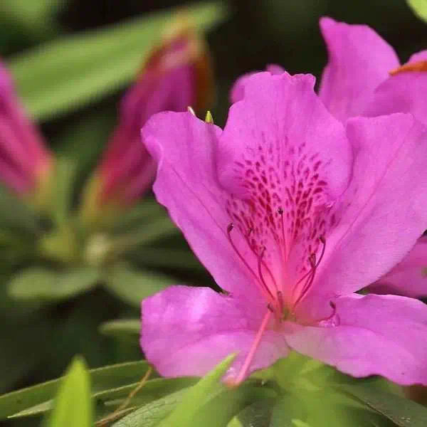 6247cec67b53e.jpg IMG_6700.JPG