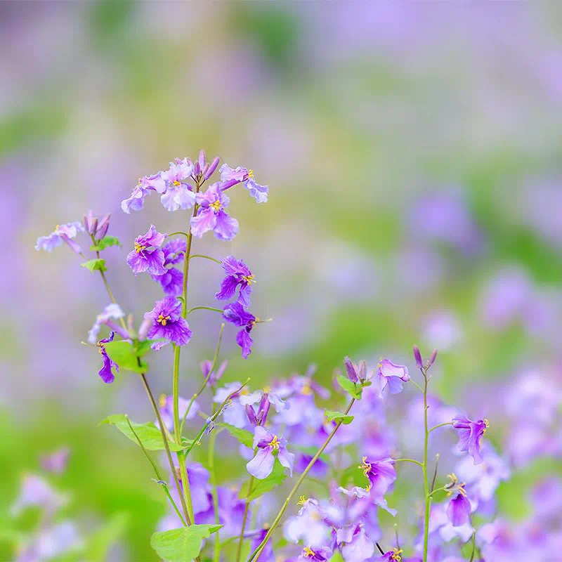 6247cf3dd991d.jpg IMG_6702.JPG